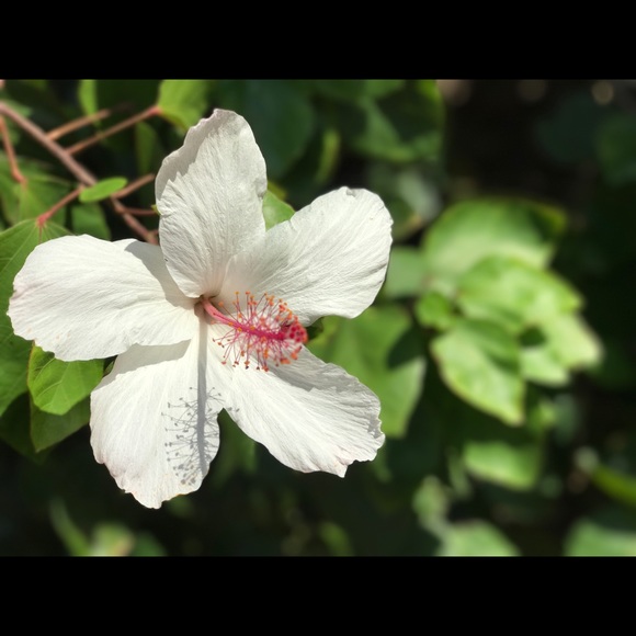 Meet your Posher, Ashley - Picture 1 of 1